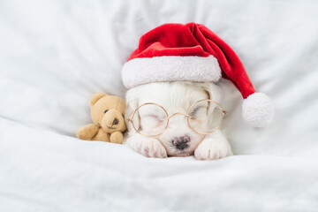 Cute Bichon Frise puppy wearing red santa hat sleeps with toy bear under white blanket at home. Top down view