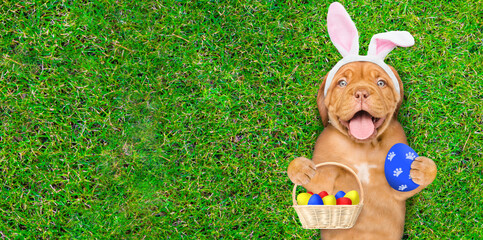 Happy Mastiff puppy wearing easter rabbits ears holding basket of painted Easter eggs and lying on its back on summer green grass. Top down view. Empty space for text - obrazy, fototapety, plakaty
