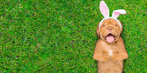 Happy Mastiff puppy wearing easter rabbits ears lying on its back on summer green grass. Top down view. Empty space for text
