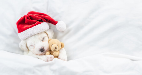 Tiny Bichon Frise puppy wearing red santa hat sleeps with toy bear under white blanket at home. Top...