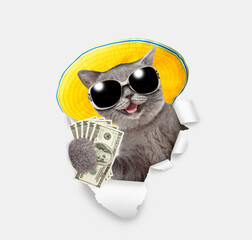 Happy cat wearing sunglasses and summer hat holds dollars USA in it paw and looks through the hole in white paper