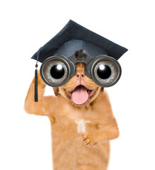 Graduated mastiff puppy looks through binoculars. Isolated on white background