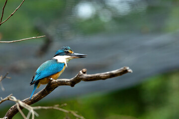 Beautiful little blue-and-orange common kingfisher