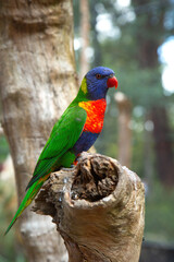 Rainbow lorikeet perched on a tree branches