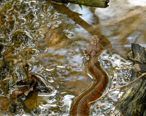 A water moccasin snake slithers through a Mississippi swamp.