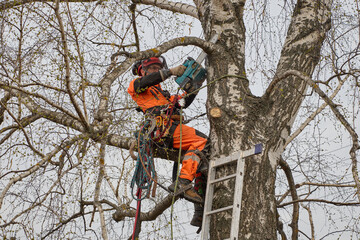 Tree surgeon. Working with a chainsaw. Sawing wood with a chainsaw.