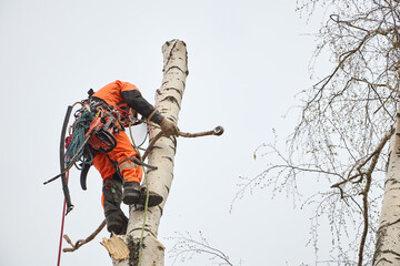 Tree surgeon. Working with a chainsaw. Sawing wood with a chainsaw.