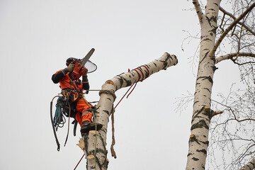 Tree surgeon. Working with a chainsaw. Sawing wood with a chainsaw.