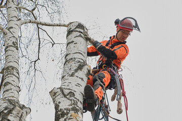 Tree surgeon removes old birch trees that pose a threat to the power grid and residential structures