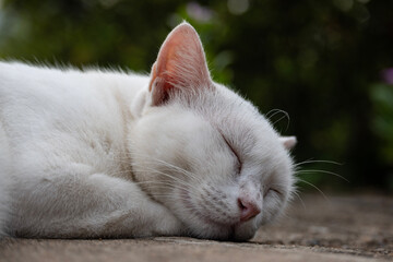 sleeping cat. It's in the world of Imagination 