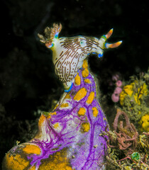 Nudibranch