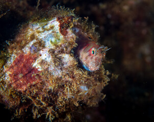 Blenny