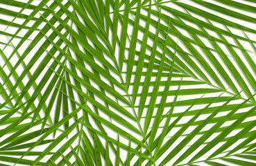 リアルな椰子の葉でデザインした、シームレスでつながる緑の背景パターン