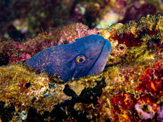 Moray eel