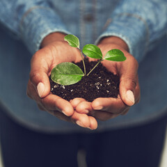 Closeup, man and hands with plant with eco friendly for the environment and sustainability with...