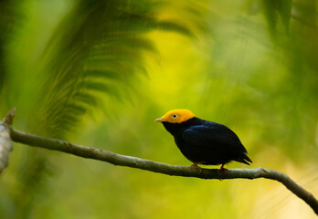 blue and yellow macaw