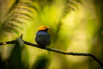 blue and yellow macaw on a branch