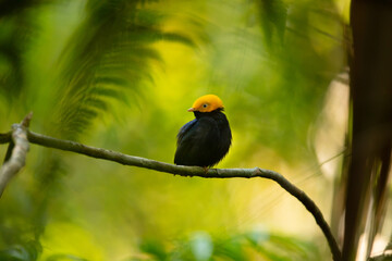 Golden-headed manakin on a branch