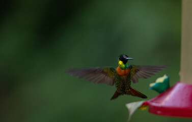 Gould's jewelfront in flight