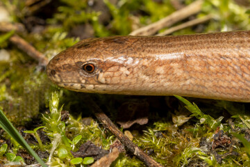 Kopf eines Blindschleichen Weibchen in der Seitenansicht