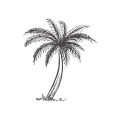 Hand drawn  sketch of palm tree. Vintage vector illustration isolated on white background. Doodle drawing.