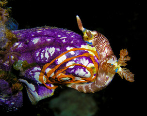 Nudibranch lays egg spiral on sea squirt