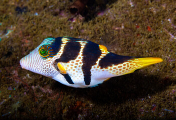 Saddleback puffer
