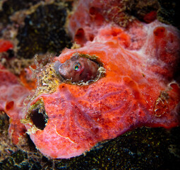 Blenny