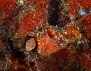 Blenny