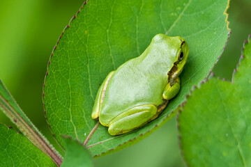 Beautiful Japanese tree frog resting on  a leaf in forest,green frog on leaf.