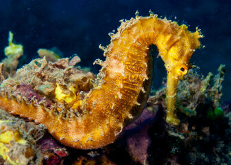 thorny seahorse