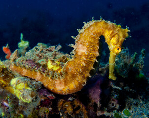 thorny seahorse