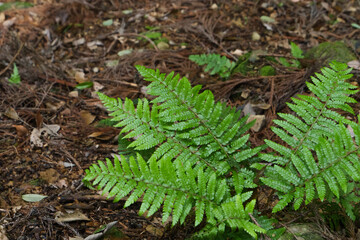 Dark green ferns growing wild in the forest