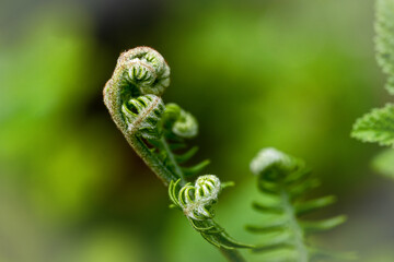 close up of fern