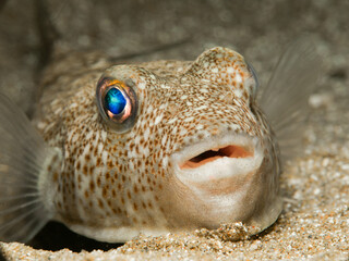 Yellow spotted puffer fish from Cyprus © Sakis Lazarides