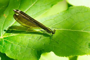 Ebony jewelwing damselfly on a leaf in Wilmot, New Hampshire.