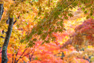 雨上がり、艶めく紅葉