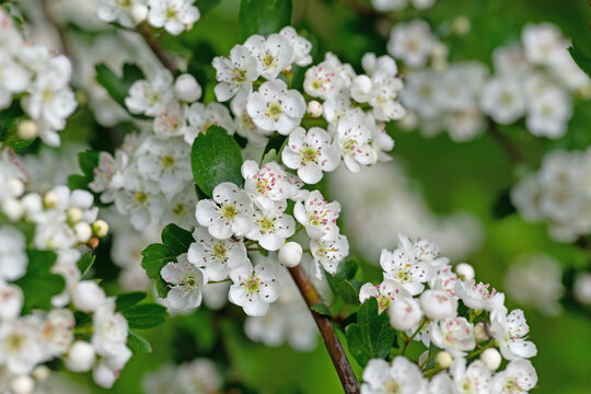 Bl&uuml;hender Wei&szlig;dorn,Crataegus, im Fr&uuml;hling