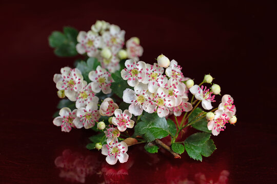 Bl&uuml;hender Wei&szlig;dorn, Crataegus, in einer Nahaufnahme