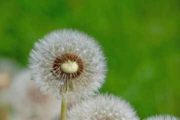 Verblühter samentragender Löwenzahn,Taraxacum