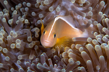 Naklejka na ściany i meble Skunk Anemonefish Amphiprion akallopisos living in an anemone. Underwater world of Tulamben, Bali, Indonesia.