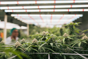 Cannabis farm indoor. The flowering Marijuana of mature at lab farming indoor. LED lighting in...