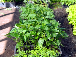 Young sprouts of seedlings of vegetables in boxes in a greenhouse.Early greenery in the spring on the beds.