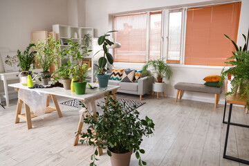 Fototapeta na wymiar Interior of living room with green houseplants on table