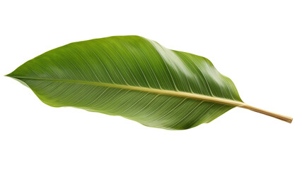 Obraz premium Close-up of a green banana palm tropical leaf, Generative AI