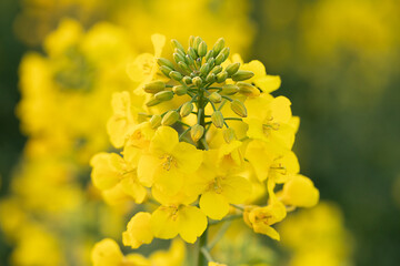 Nature's Golden Hour: Exploring the Richness of Rapeseed Flowers