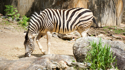 Fototapeta na wymiar zebra in Philadelphia zoo