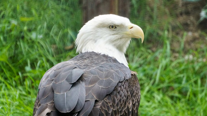 bald eagle in philadelphia zoo