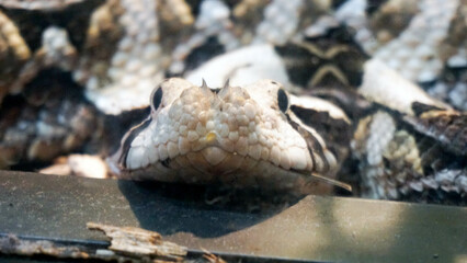 snake in philadelphia zoo