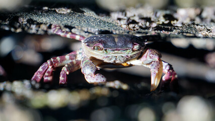 crab between the rocks delaware water front